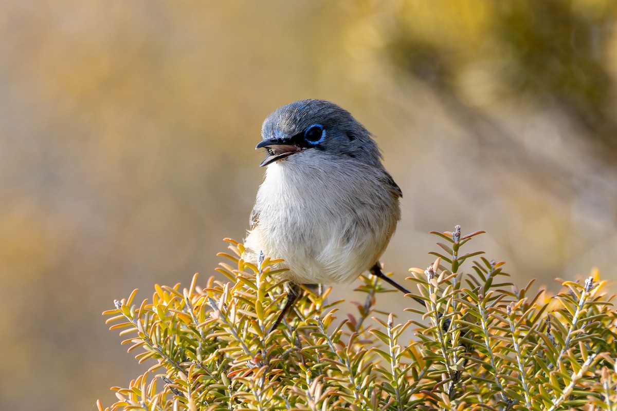 Blue-breasted Fairywren - ML620250514