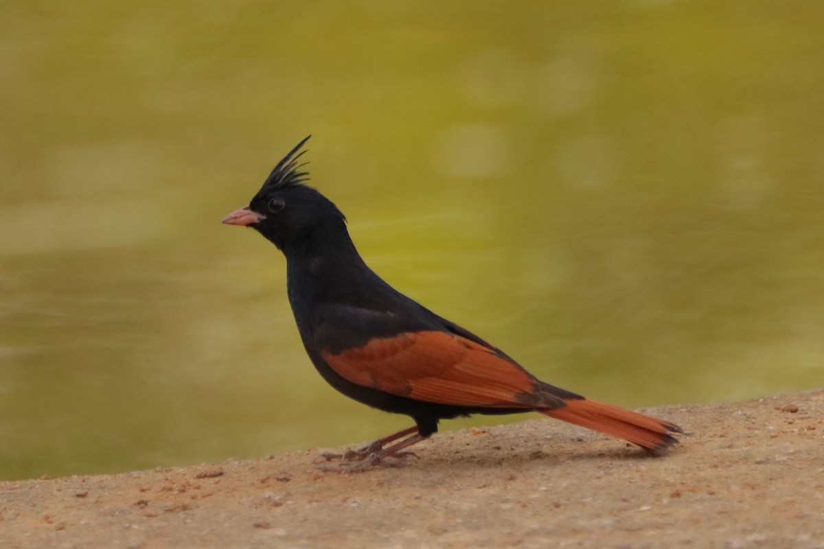 Crested Bunting - ML620250535