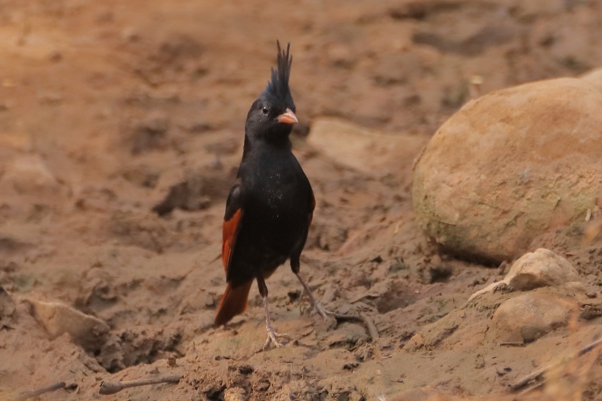 Crested Bunting - ML620250536