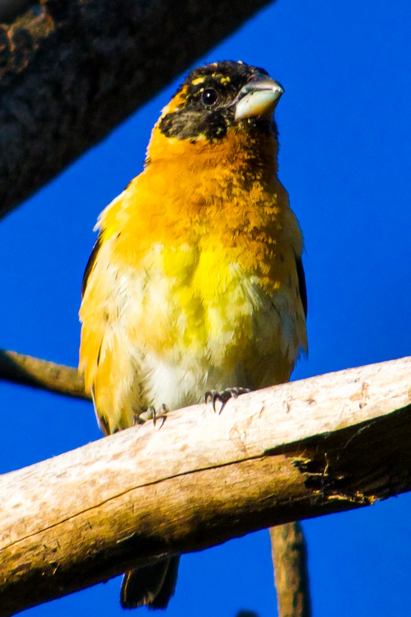 Black-headed Grosbeak - ML620250538