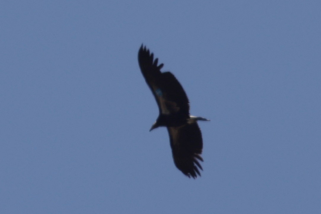 California Condor - ML620250543