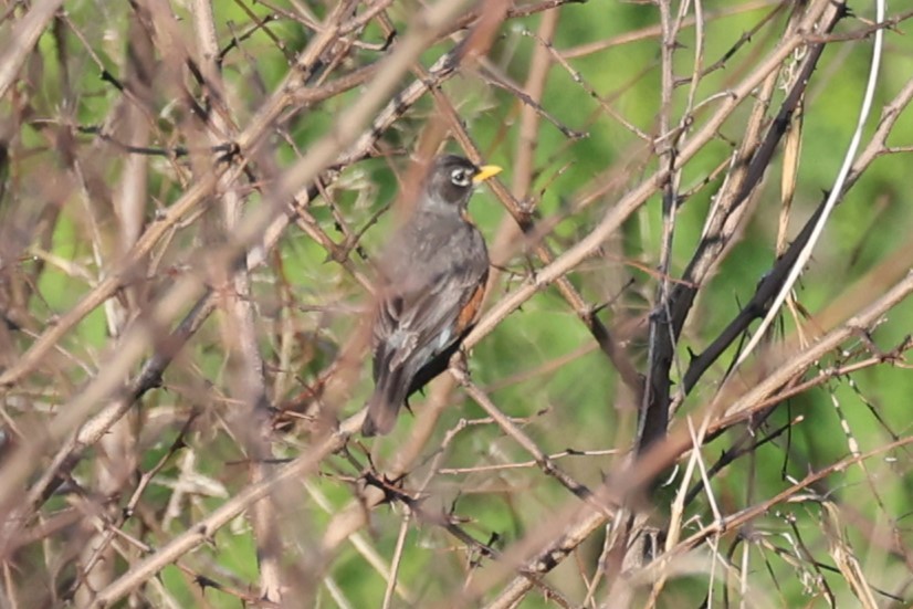 American Robin - Kathy Richardson