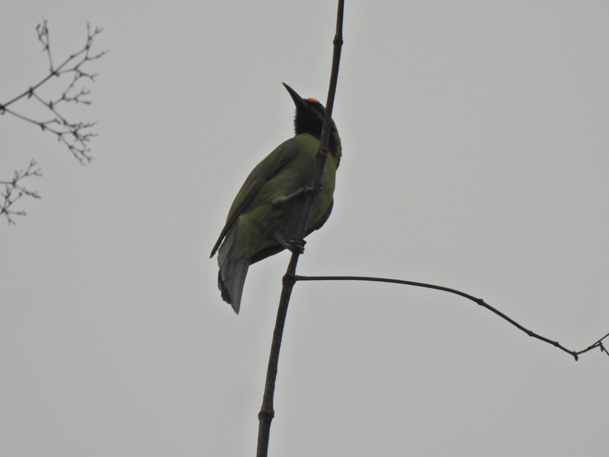 Golden-fronted Leafbird - Aaytu Ram Kashyap