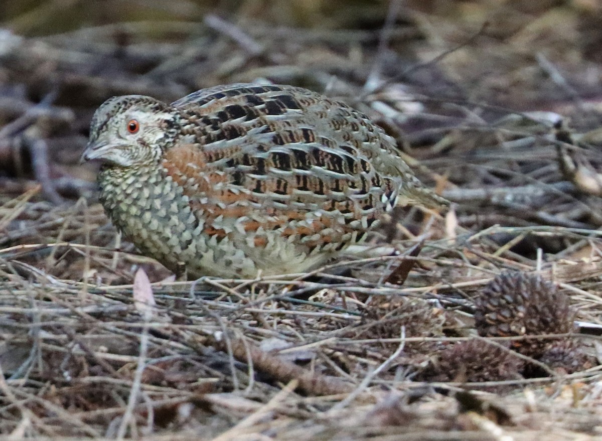 Painted Buttonquail - ML620250559