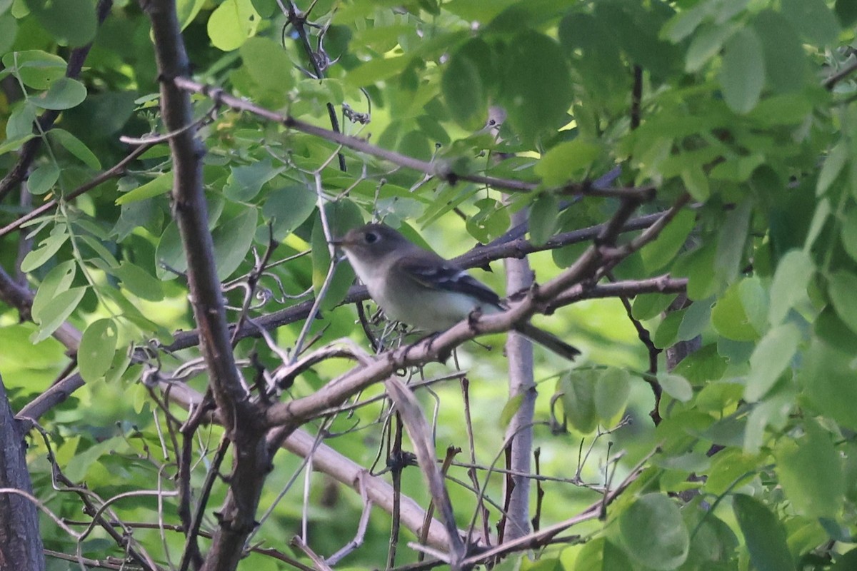 Least Flycatcher - ML620250562