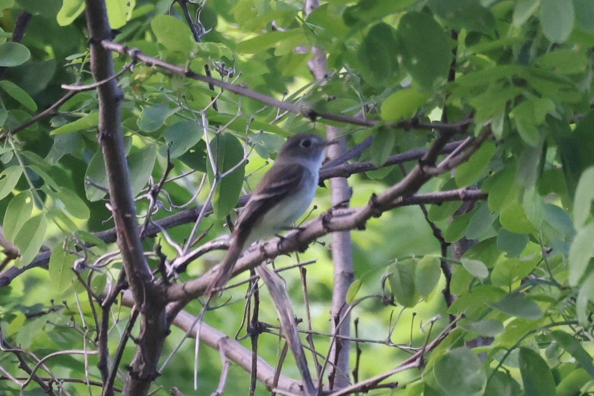 Least Flycatcher - ML620250563