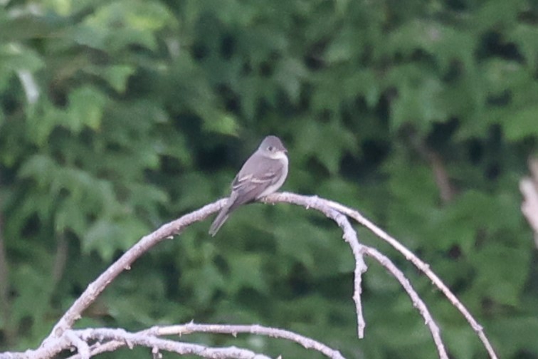 Least Flycatcher - ML620250568