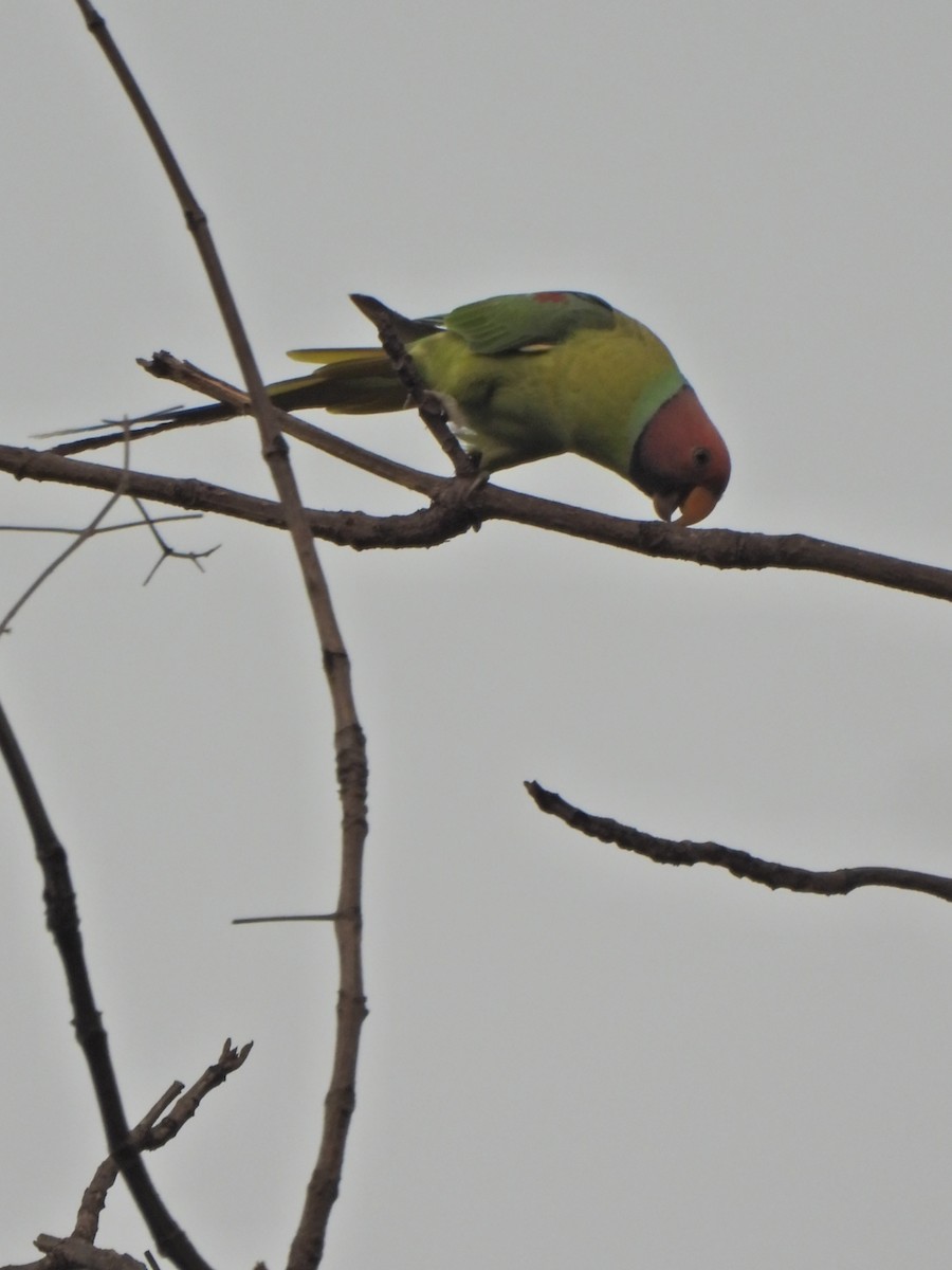 Plum-headed Parakeet - ML620250569