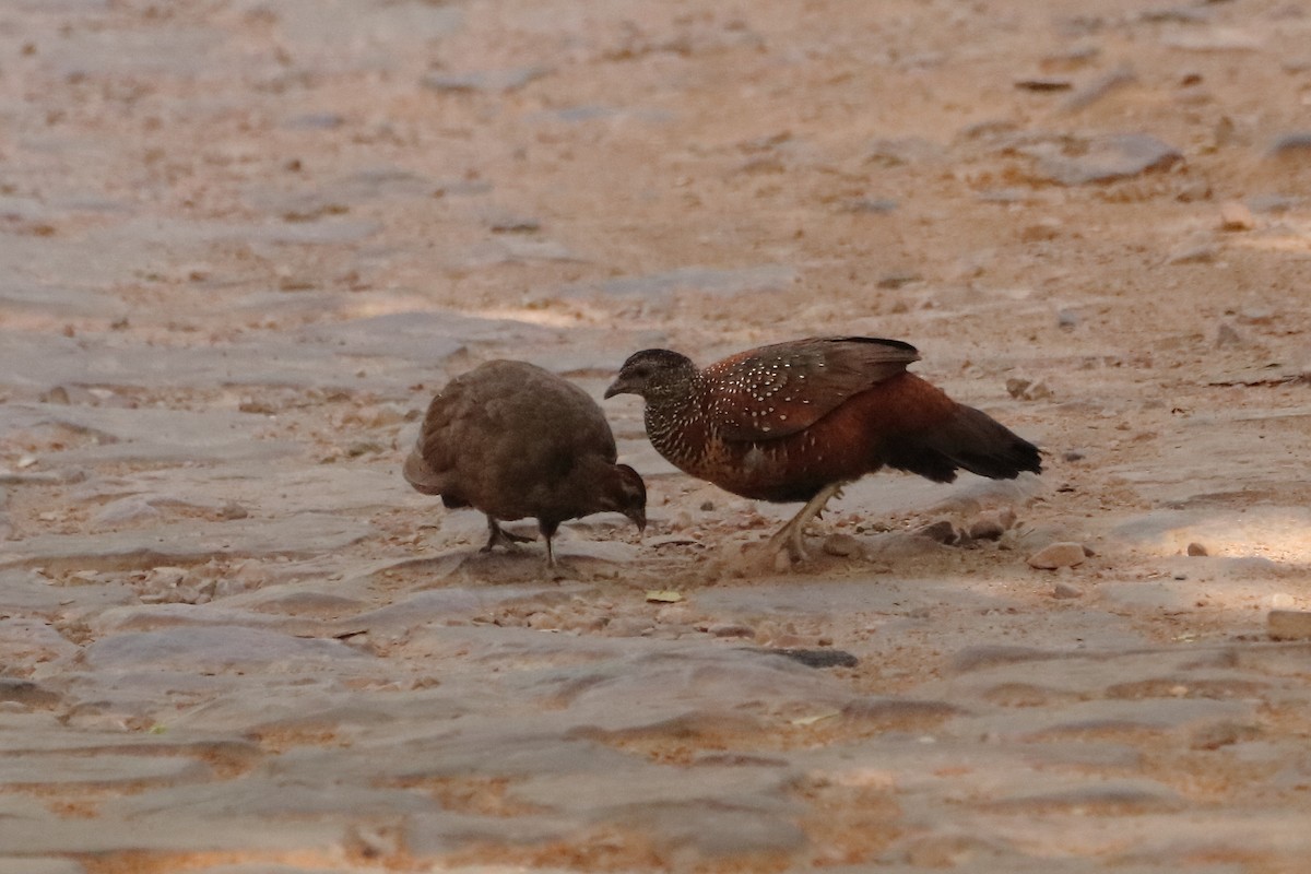 Painted Spurfowl - ML620250571