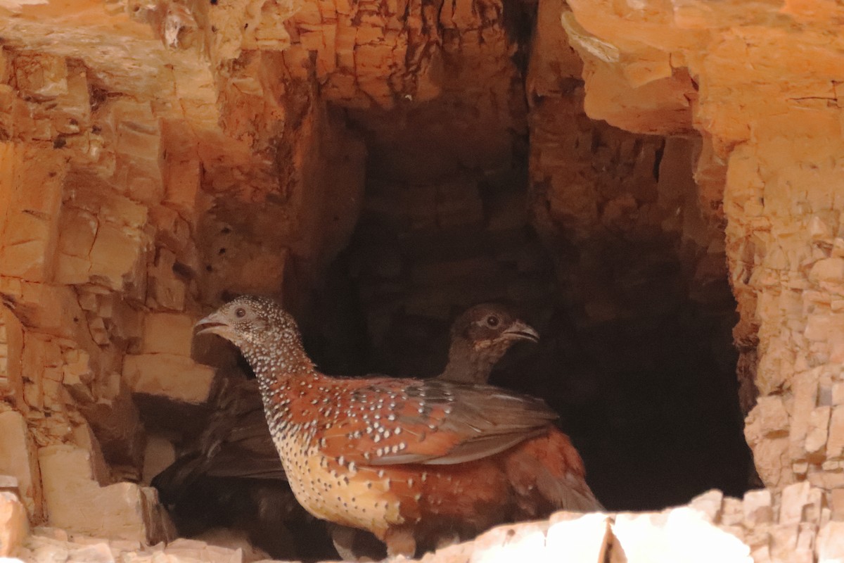 Painted Spurfowl - ML620250572