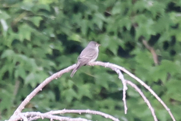 Least Flycatcher - ML620250573