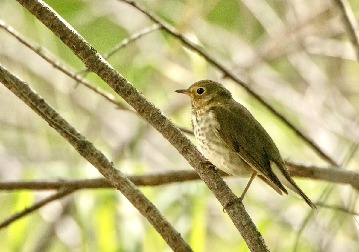 Swainson's Thrush - ML620250574