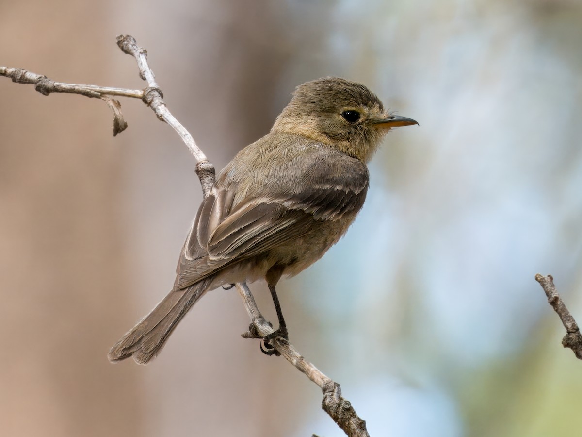 Buff-breasted Flycatcher - ML620250577