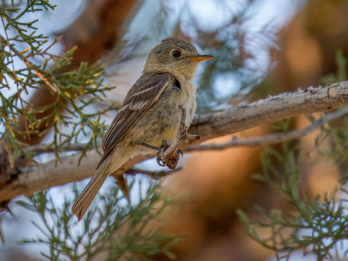 Buff-breasted Flycatcher - ML620250580