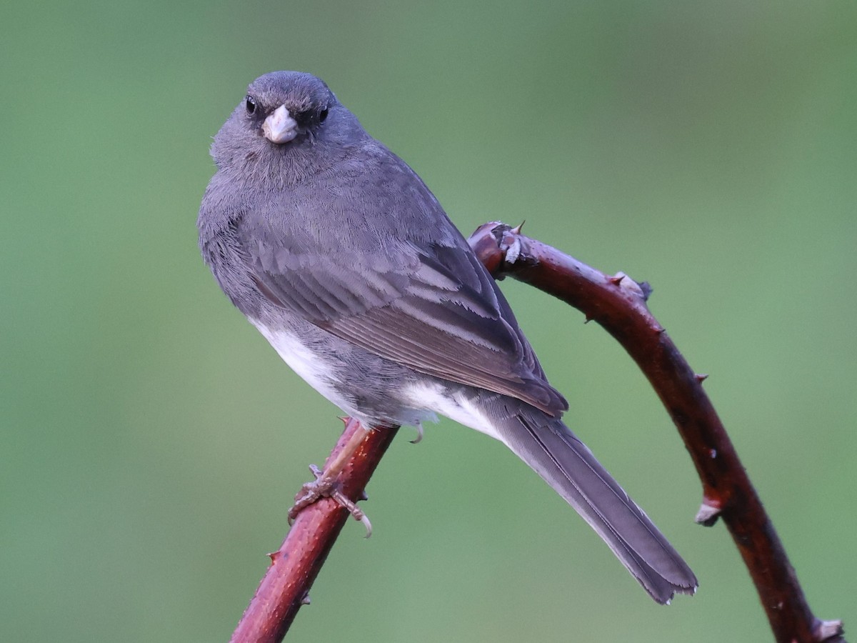 Dark-eyed Junco - ML620250582