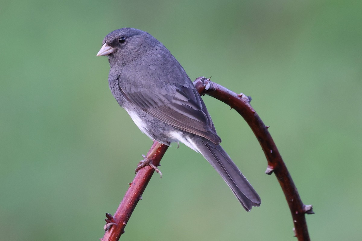 Dark-eyed Junco - ML620250583