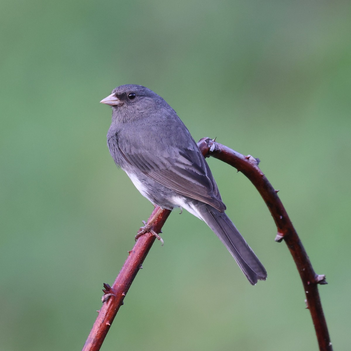 Dark-eyed Junco - Kathy Richardson