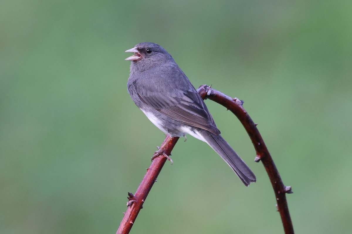 Dark-eyed Junco - ML620250585