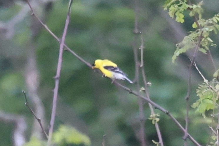 American Goldfinch - ML620250587