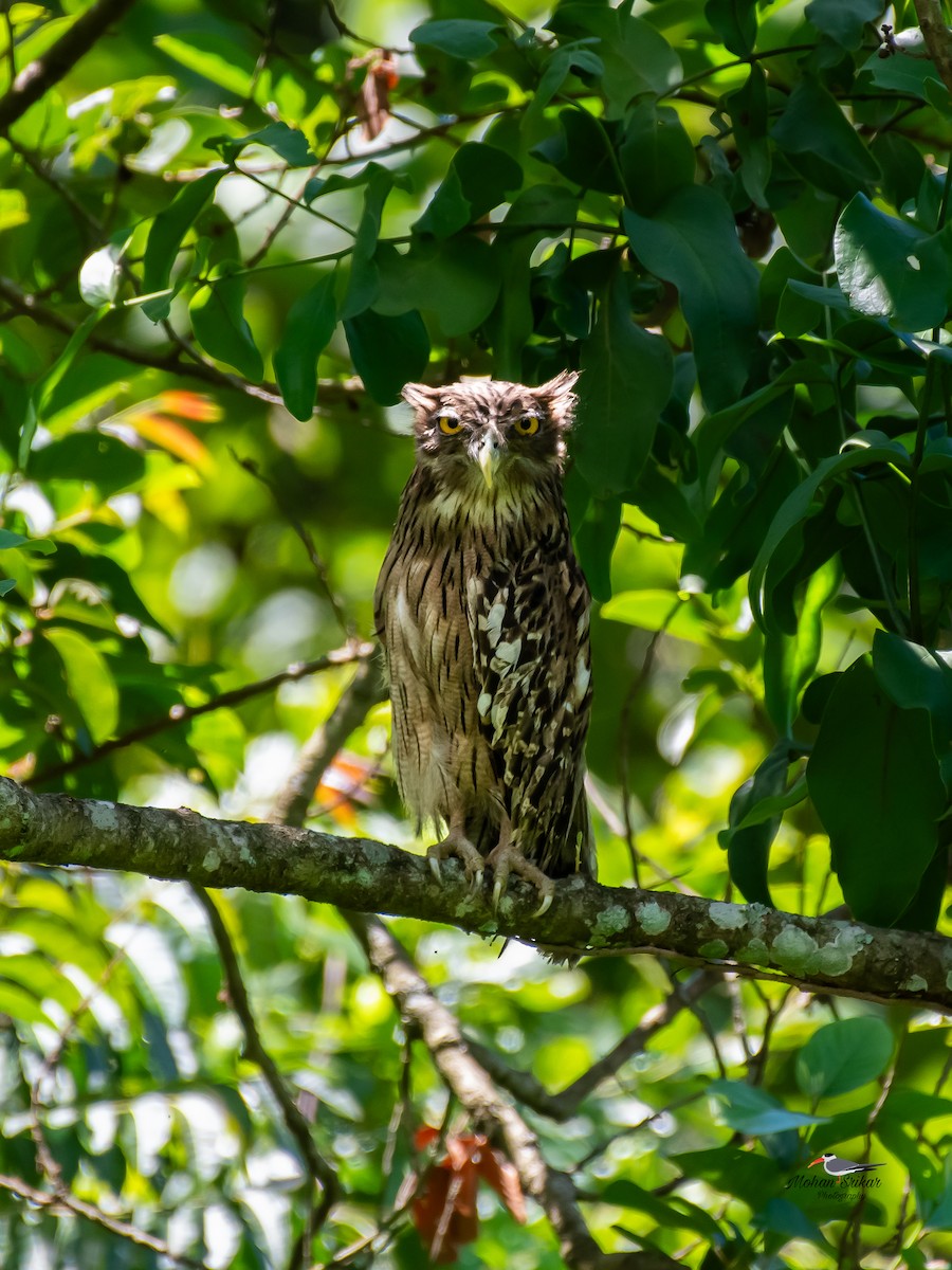 Brown Fish-Owl - ML620250590