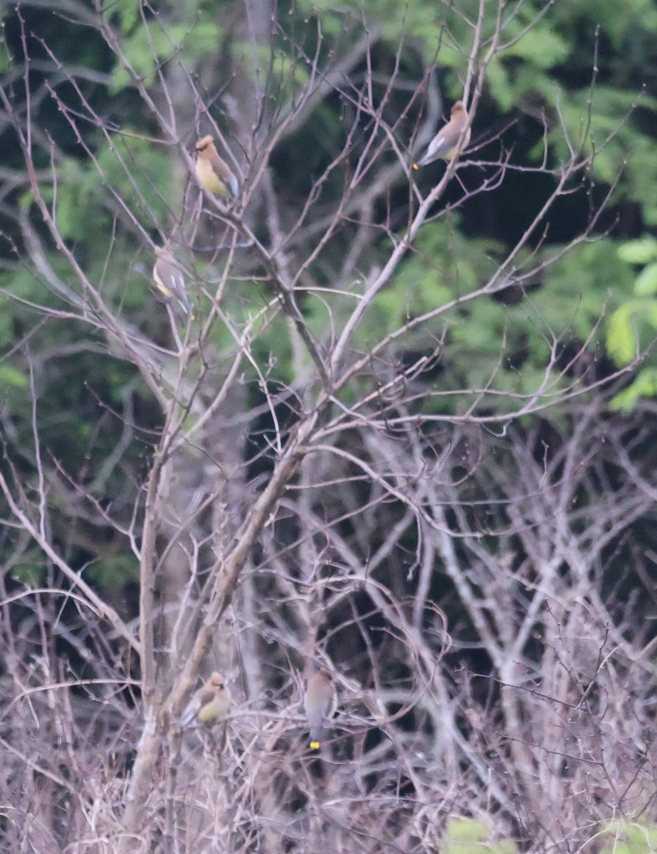 Cedar Waxwing - ML620250591