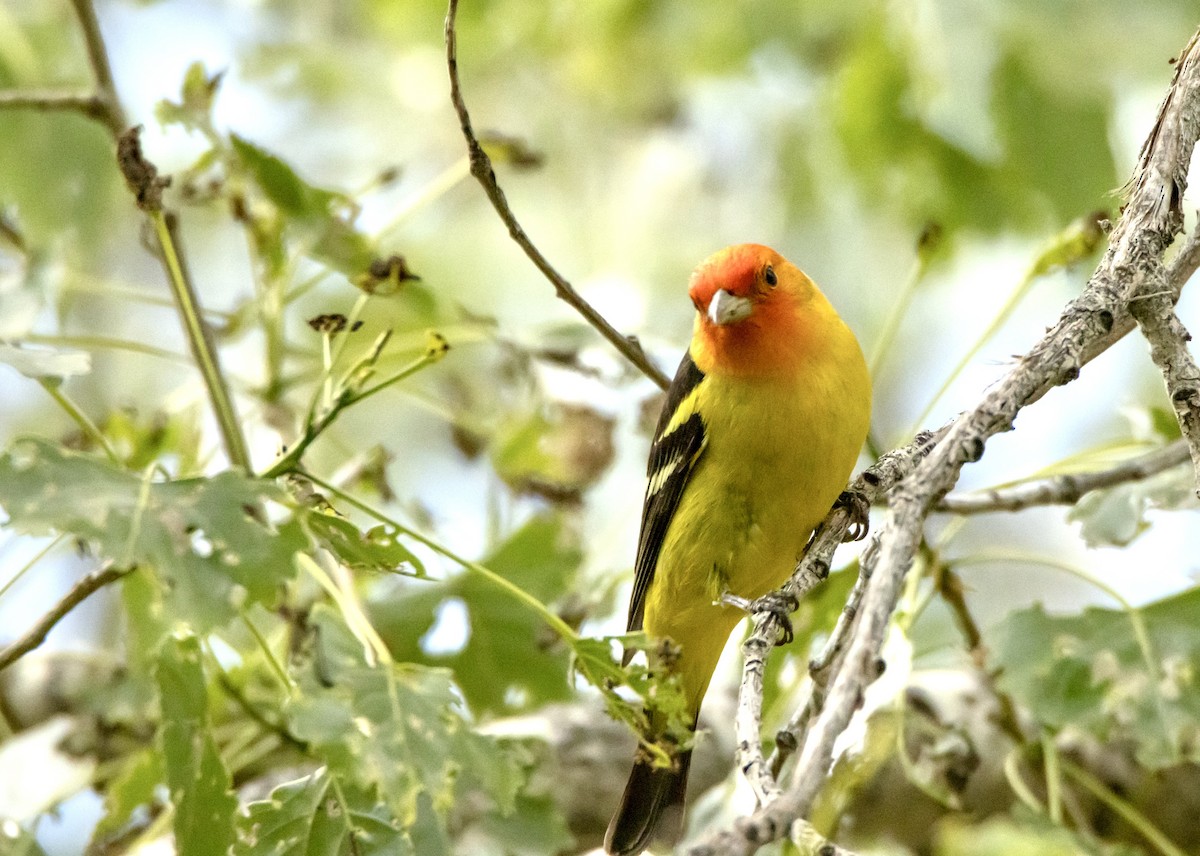 Western Tanager - ML620250593