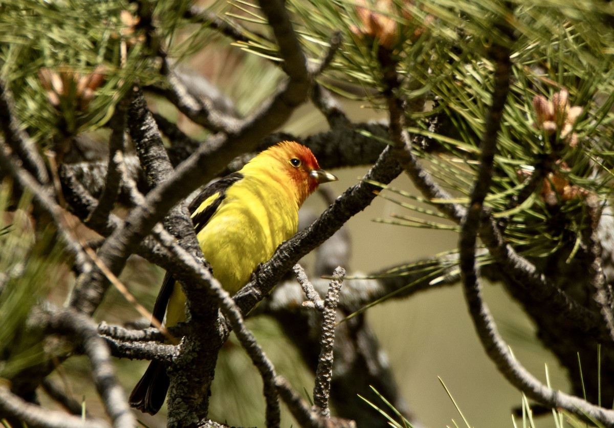 Western Tanager - ML620250594