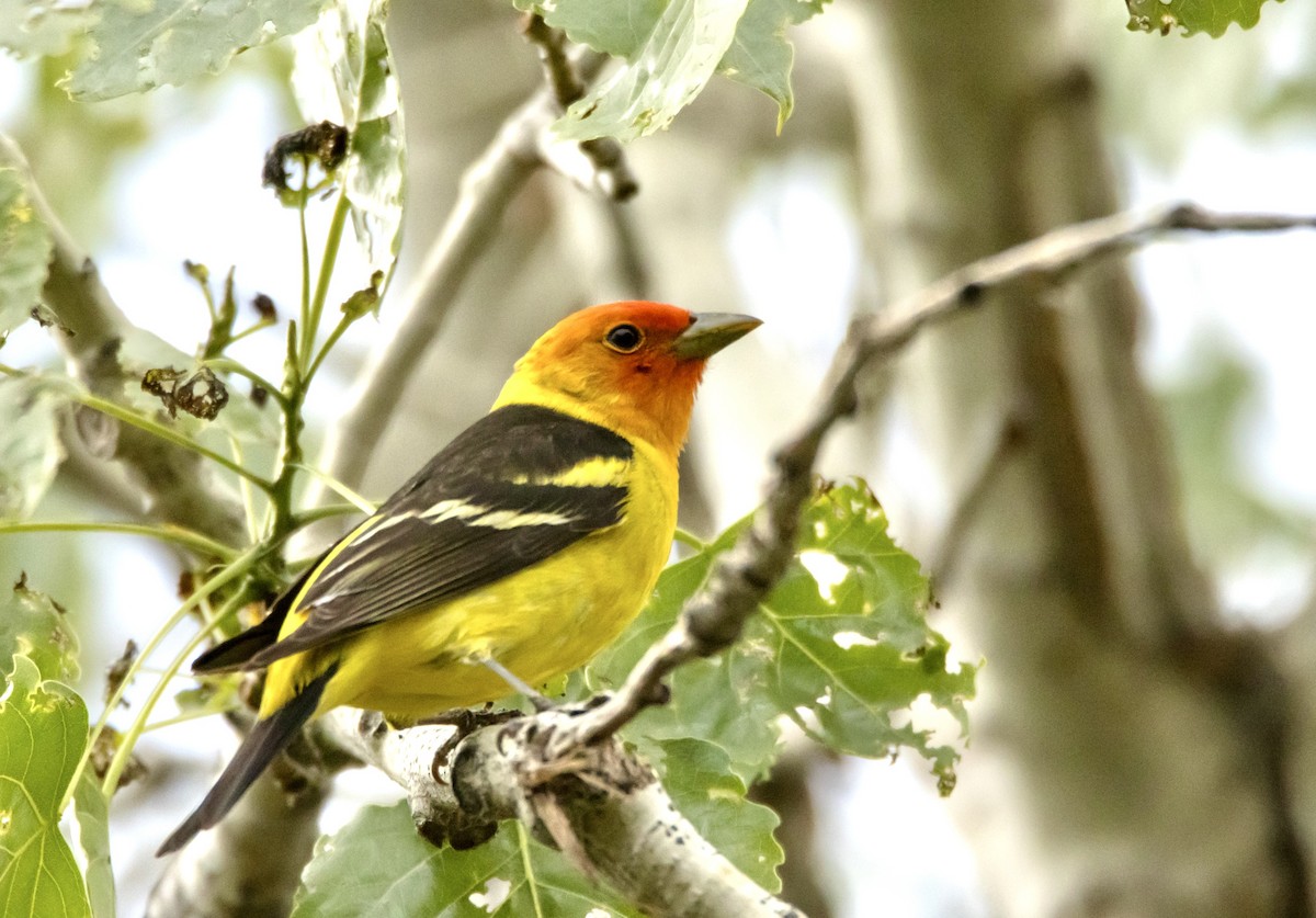 Western Tanager - ML620250595
