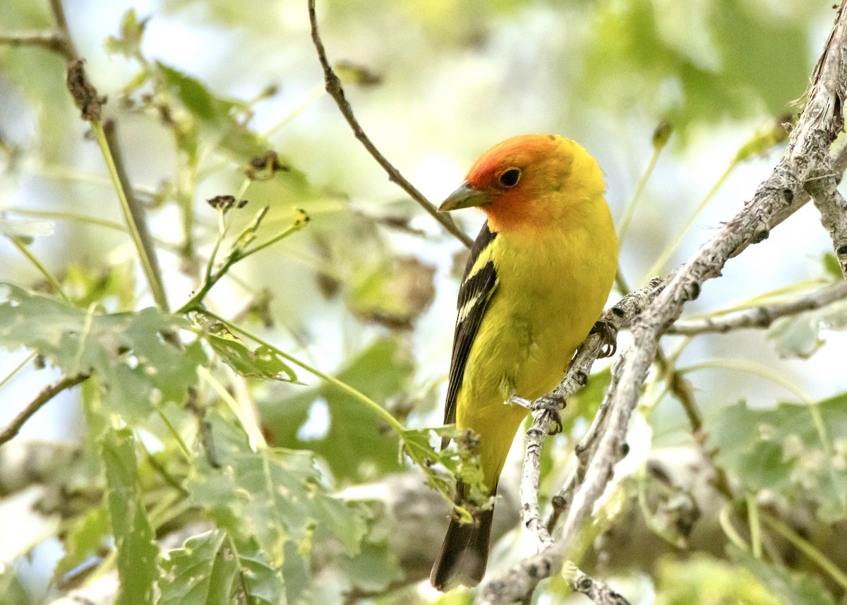 Western Tanager - ML620250596