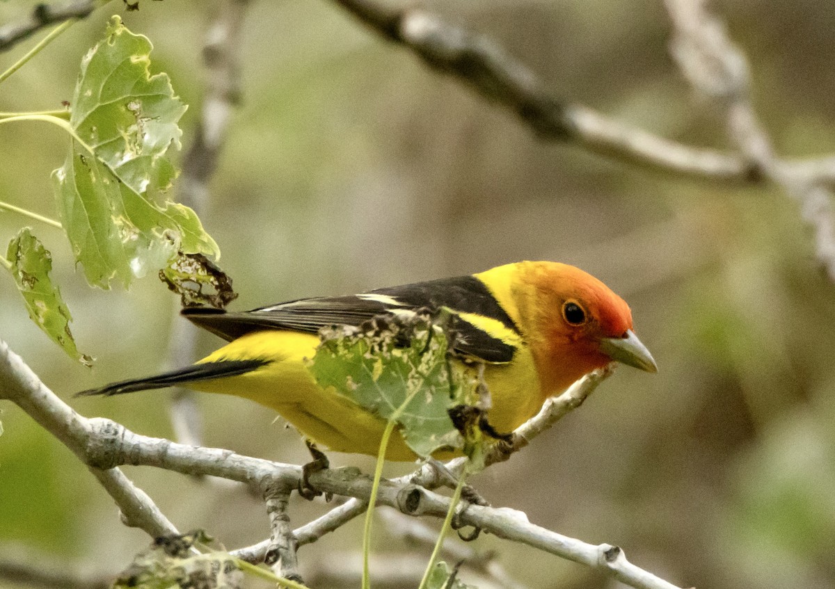 Western Tanager - ML620250597