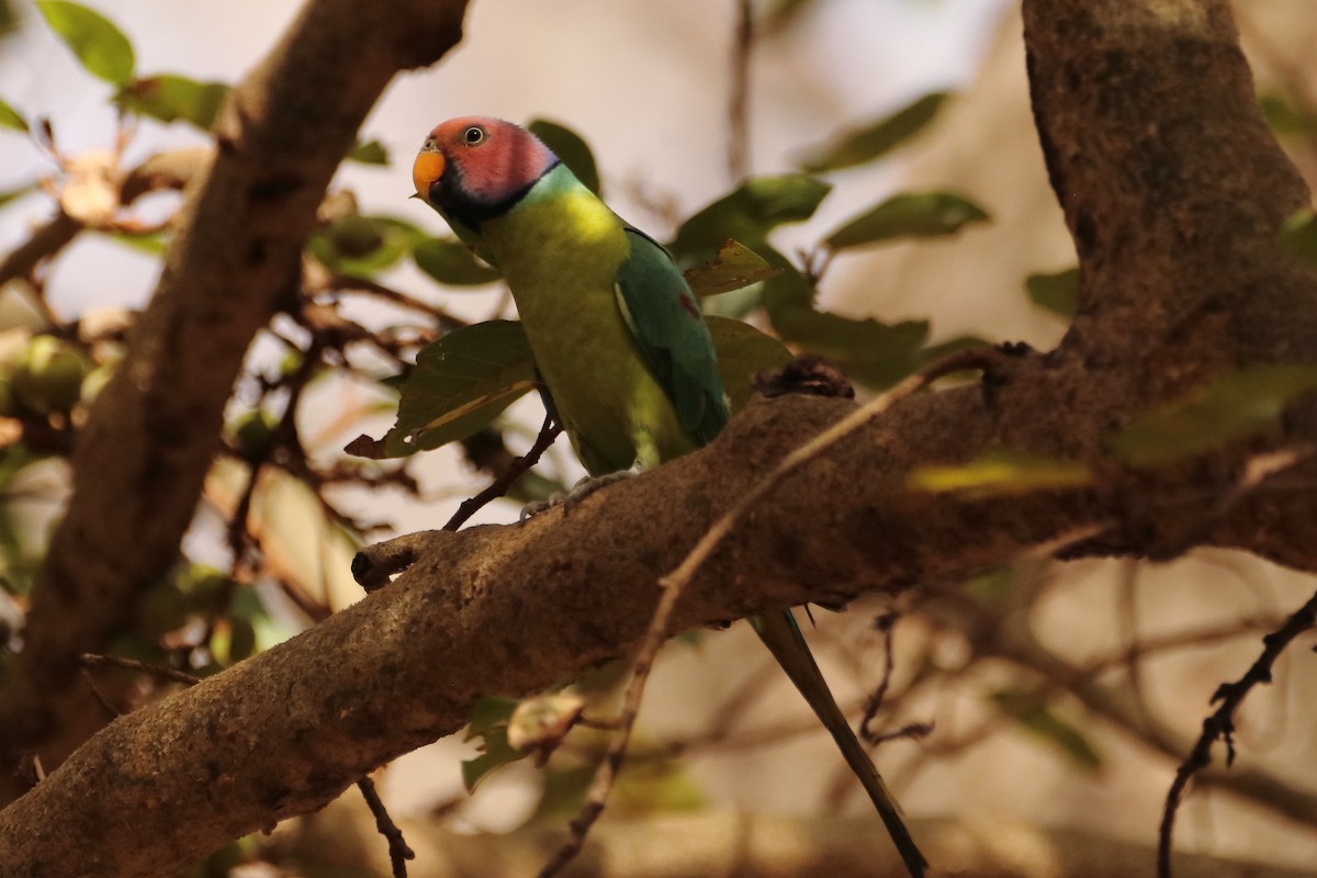 Plum-headed Parakeet - ML620250599