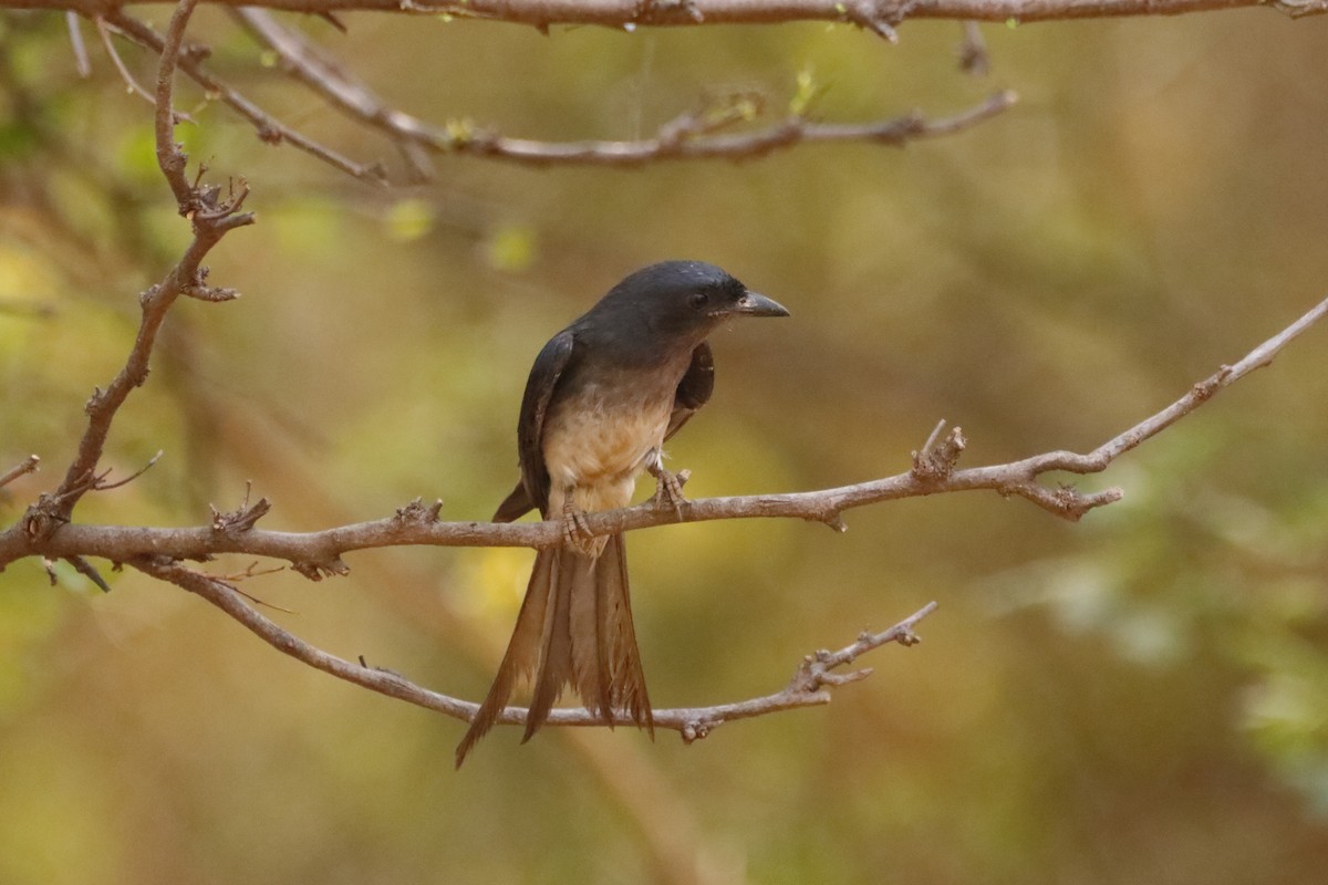 White-bellied Drongo - Jignyasu Bakshi