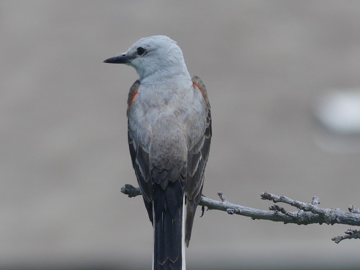 Scissor-tailed Flycatcher - ML620250605