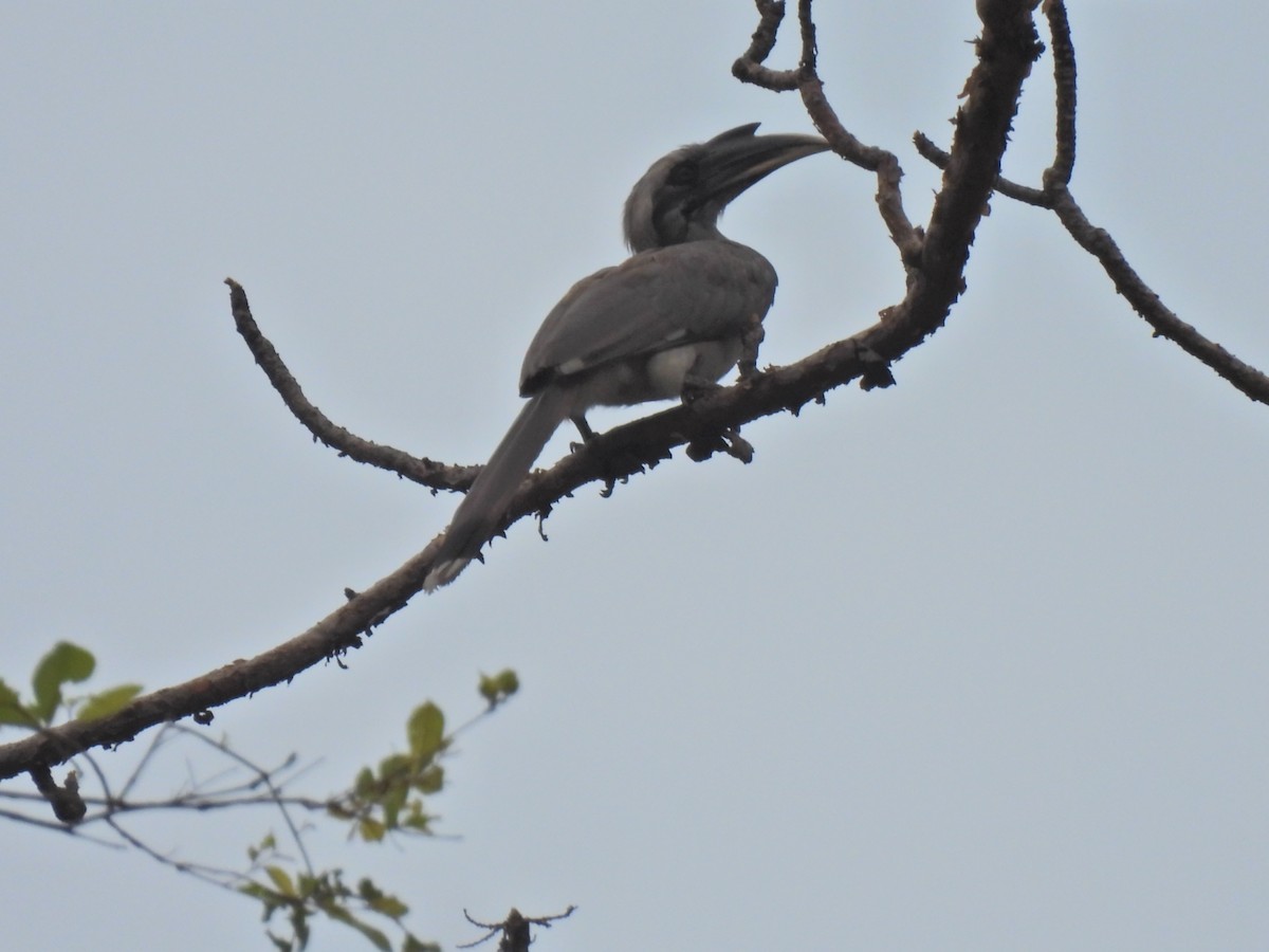 Indian Gray Hornbill - ML620250611