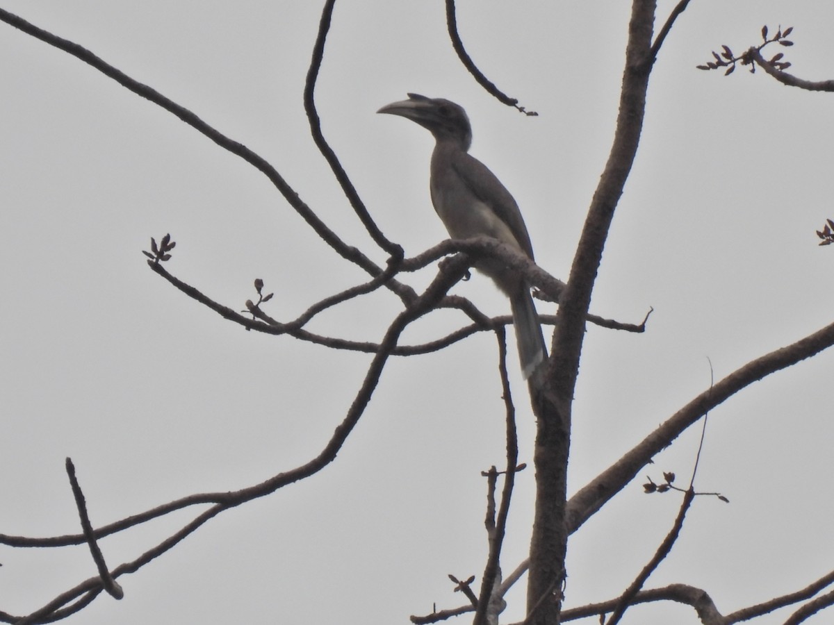 Indian Gray Hornbill - ML620250613