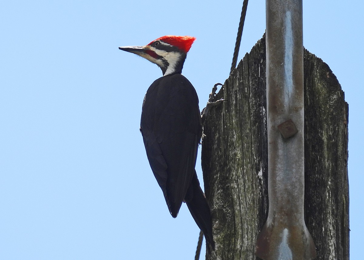 Pileated Woodpecker - ML620250617