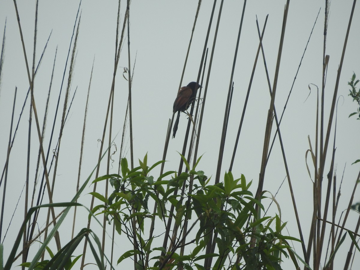 Lesser Coucal - ML620250622