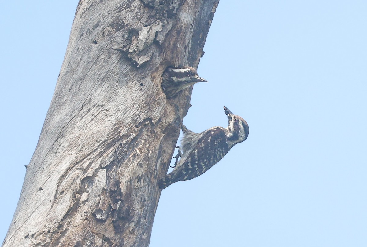 Sunda Pygmy Woodpecker - ML620250630