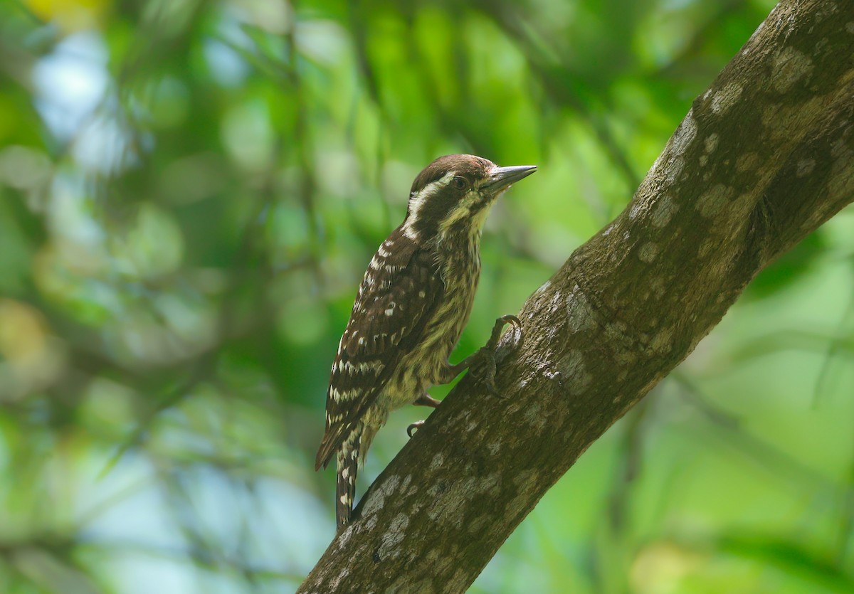 Sunda Pygmy Woodpecker - ML620250631