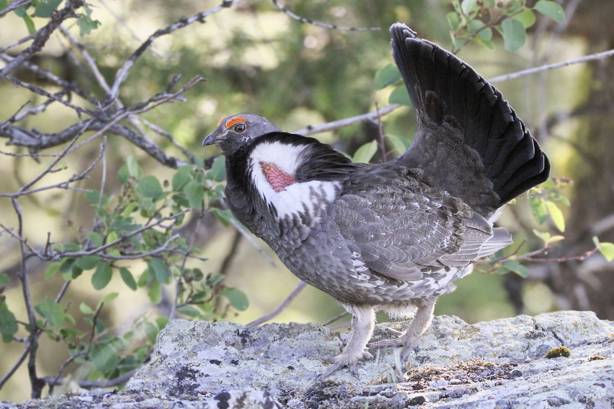 Dusky Grouse - ML620250632