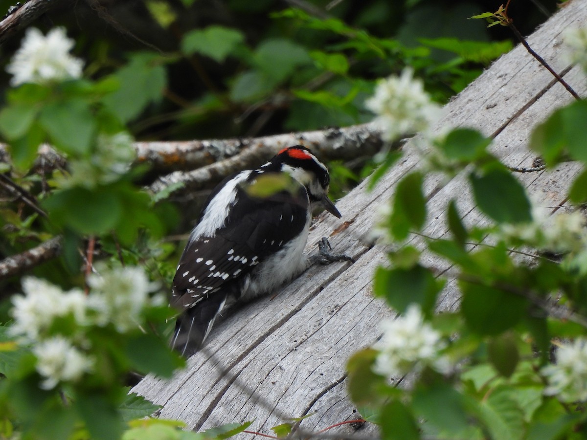 Hairy Woodpecker - ML620250640