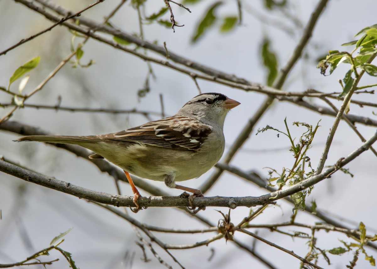 White-crowned Sparrow - ML620250641
