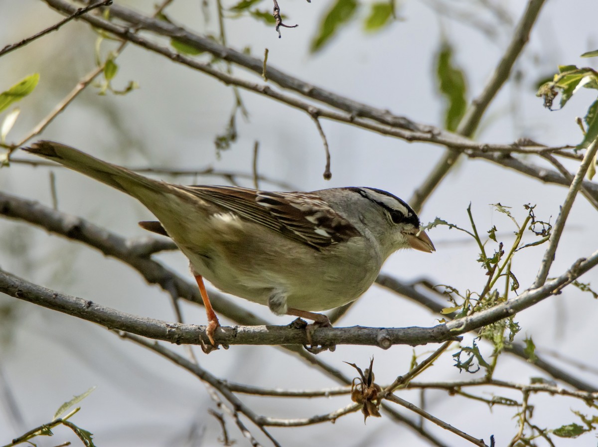 White-crowned Sparrow - ML620250642