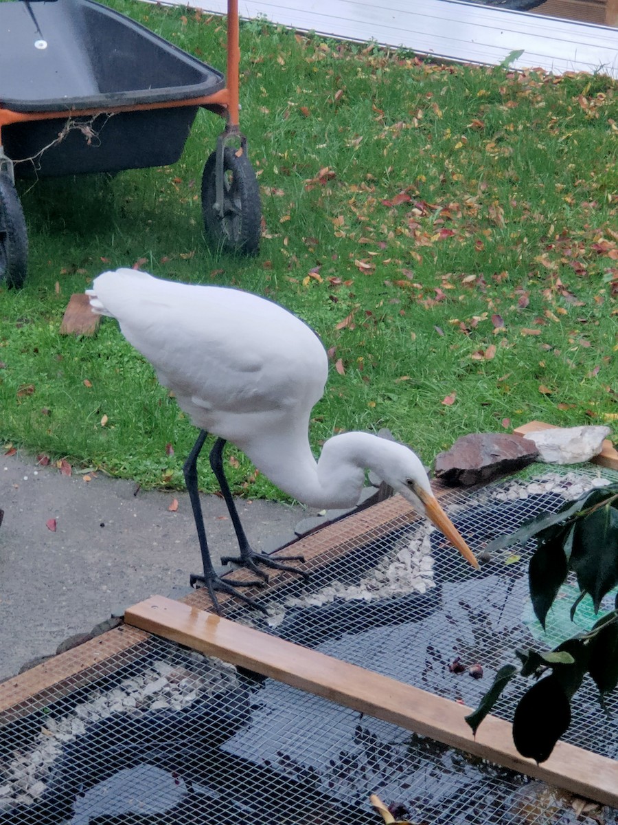 Great Egret - ML620250644