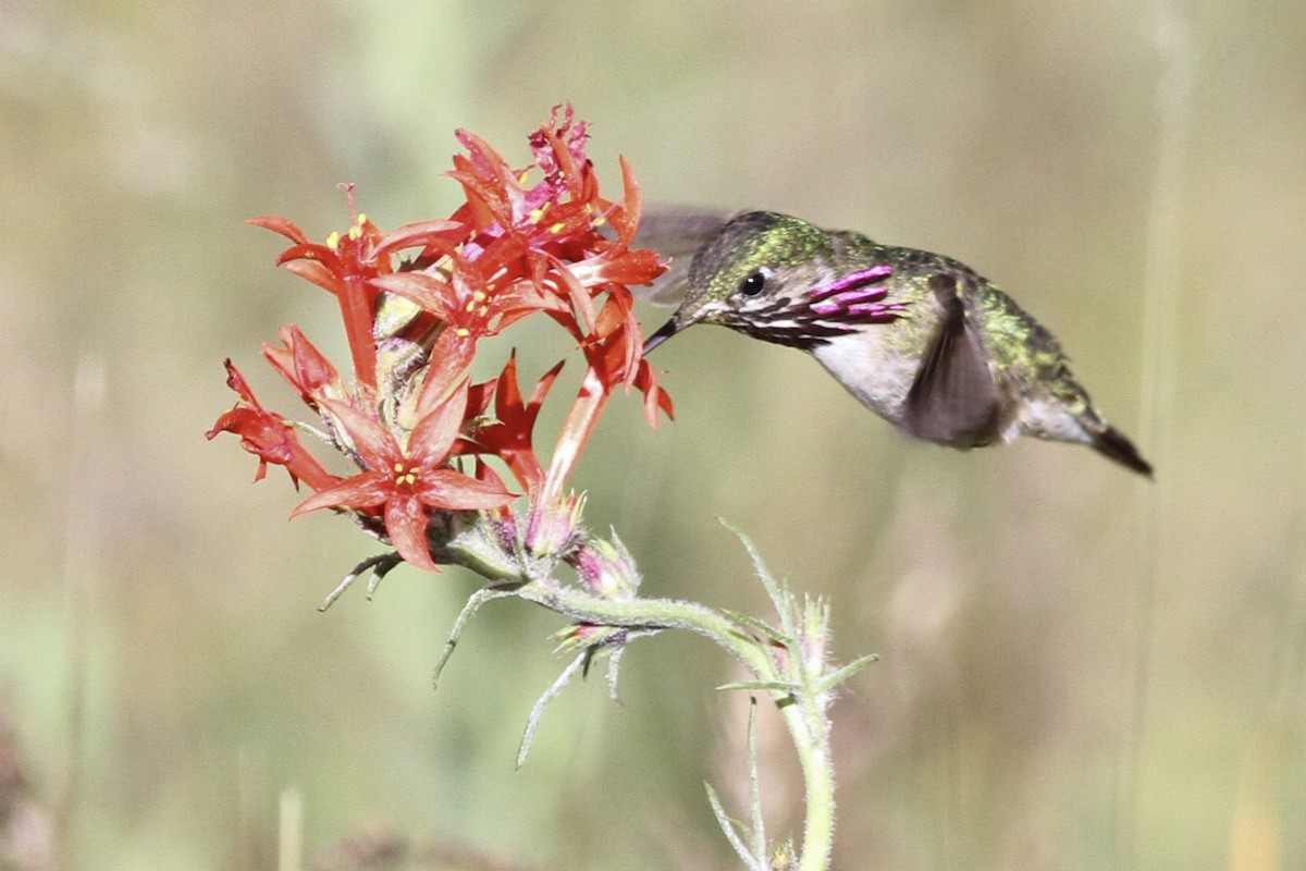 Calliope Hummingbird - ML620250645