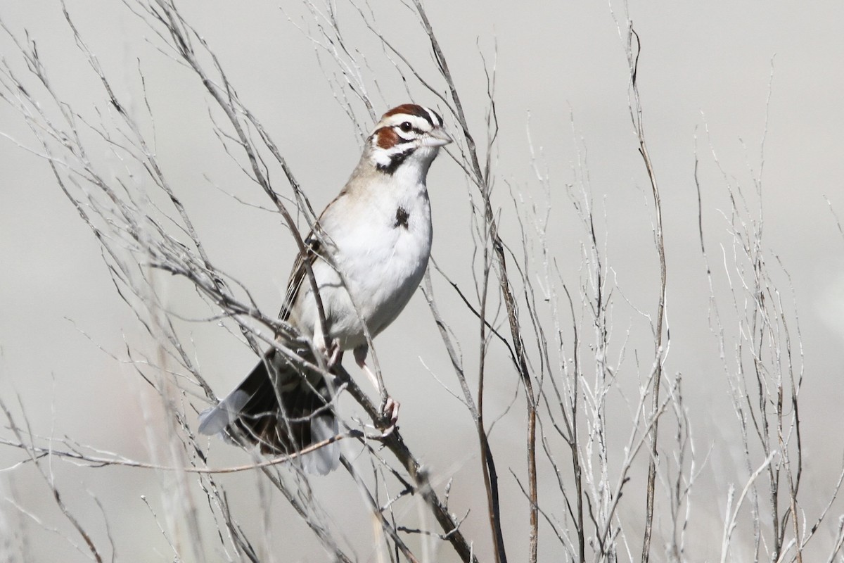 Lark Sparrow - ML620250646