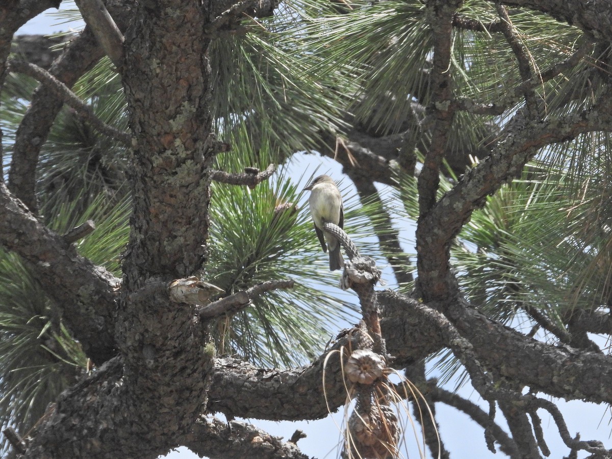 Western Wood-Pewee - ML620250648