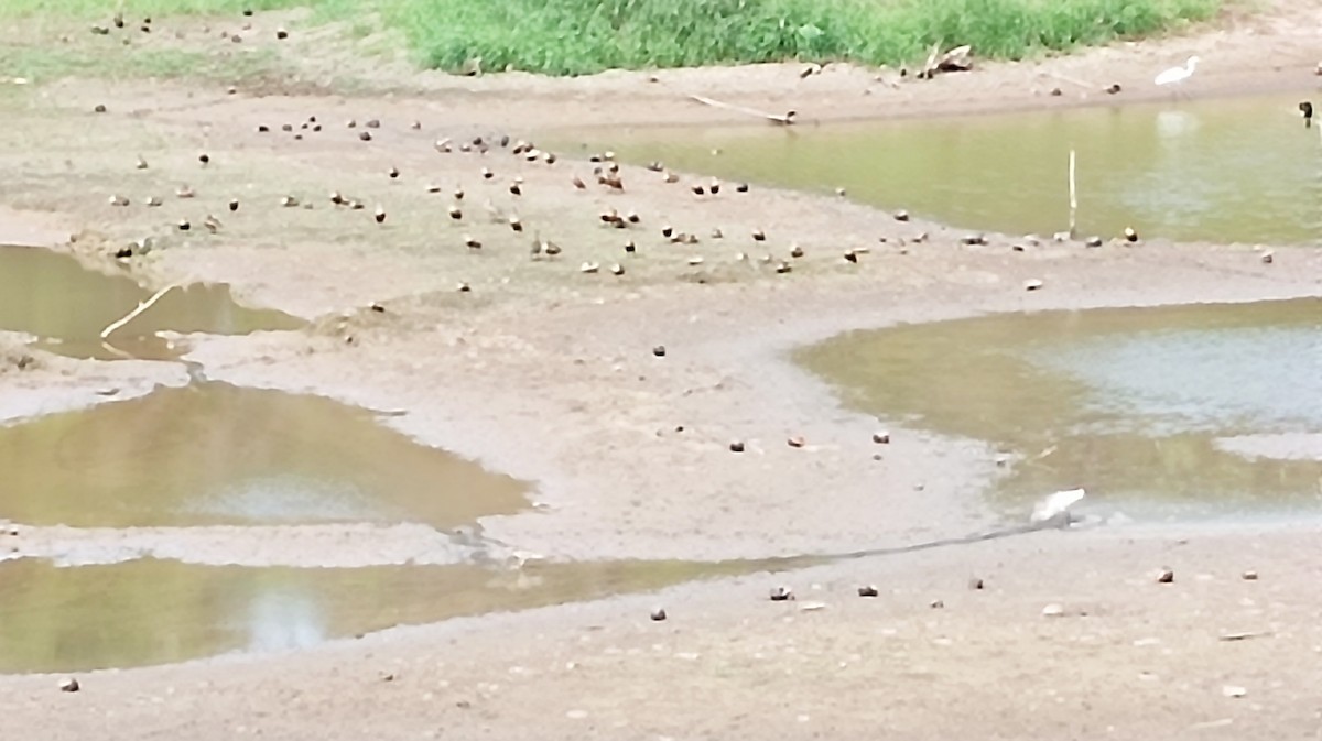 Lesser Whistling-Duck - ML620250650