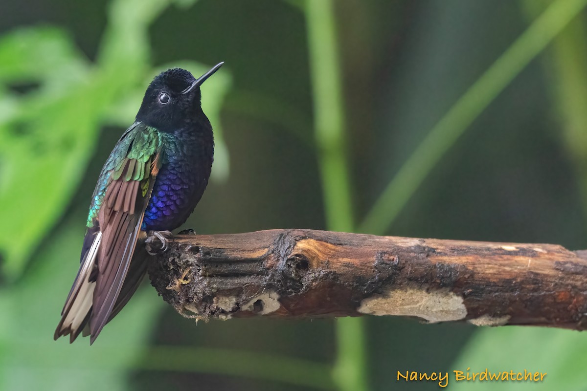 kolibřík hyacintový - ML620250657