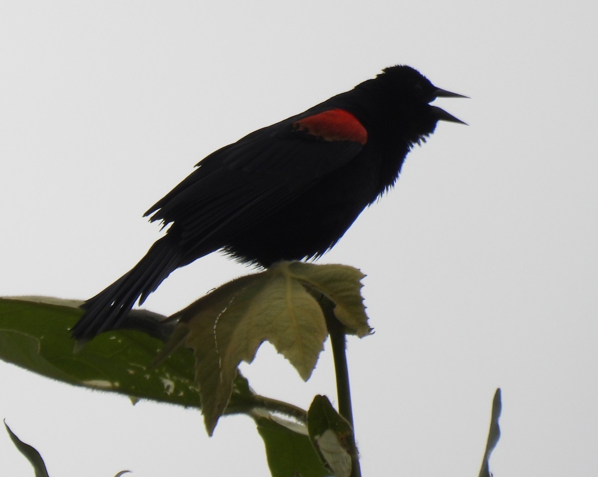 Red-winged Blackbird - ML620250659